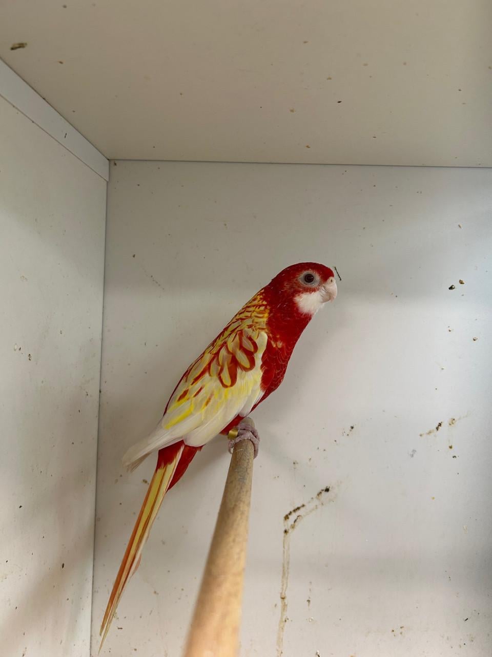 0-1 prachtrosella rubino