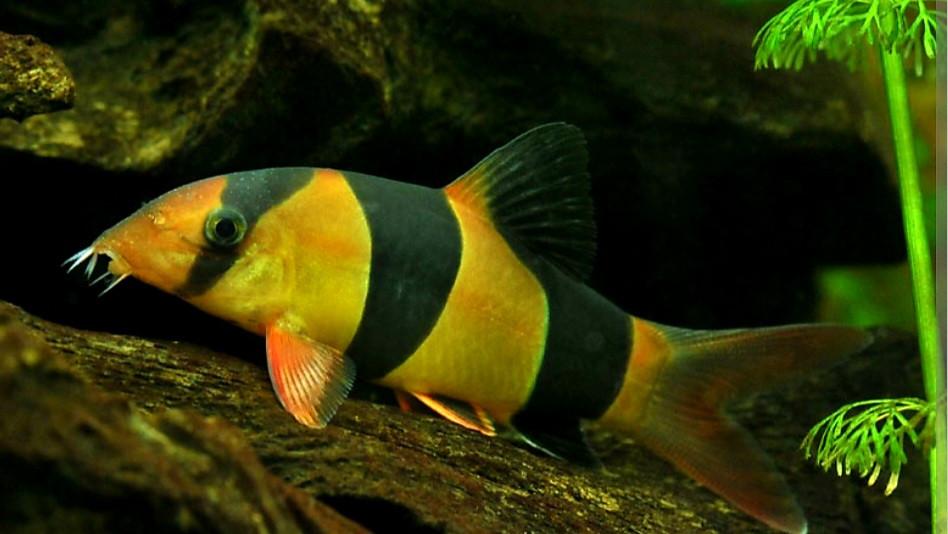 Mooie grote clown botia