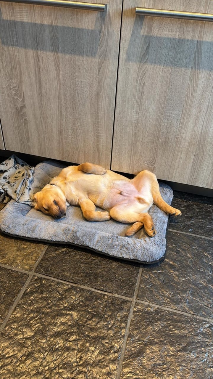 Lief Labrador-duo zoekt een warm en liefdevol thuis.