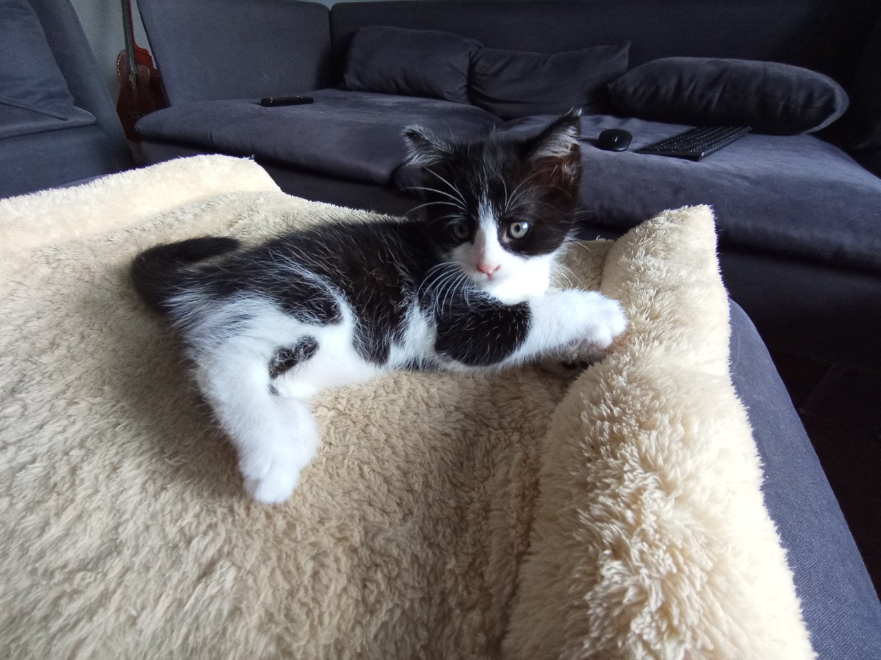 Kitten mannetje