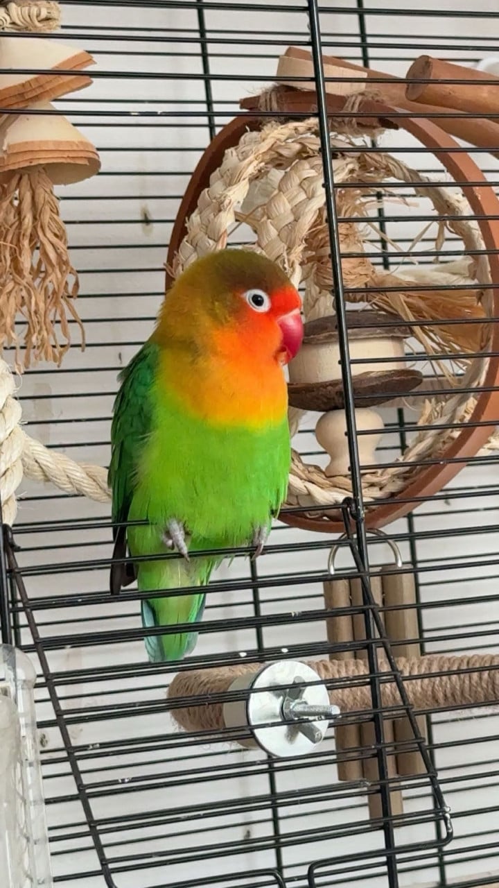 Agapornis-koppel