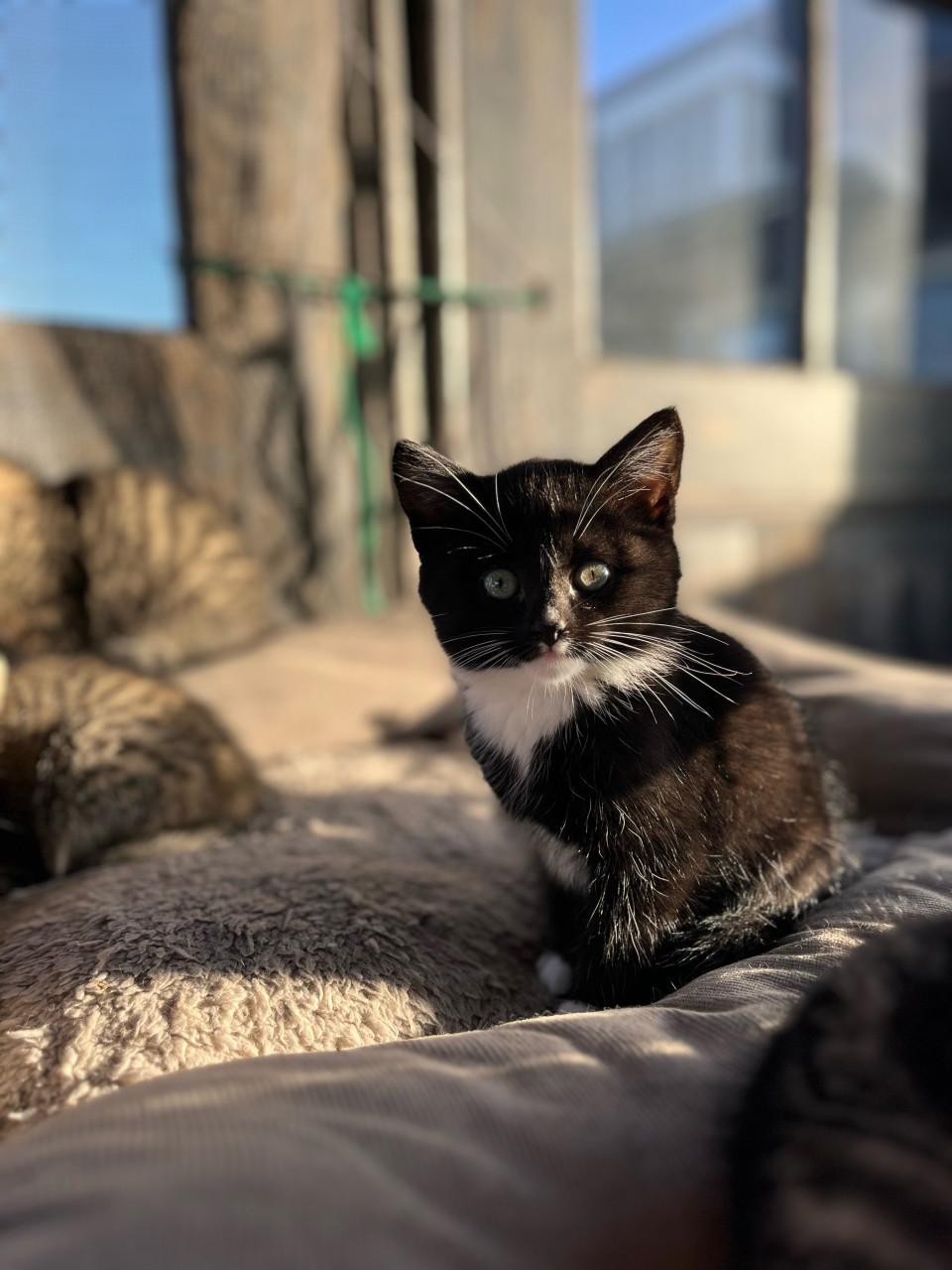 Lieve kittens te koop (gechipt en geent)