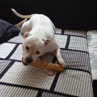 American bully stafford mix