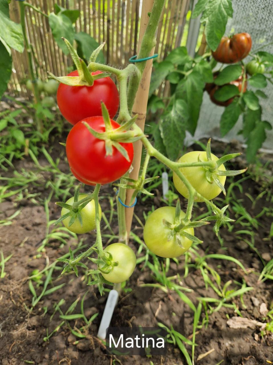 Onbespoten tomatenzaden uit eigen tuin - diverse rassen