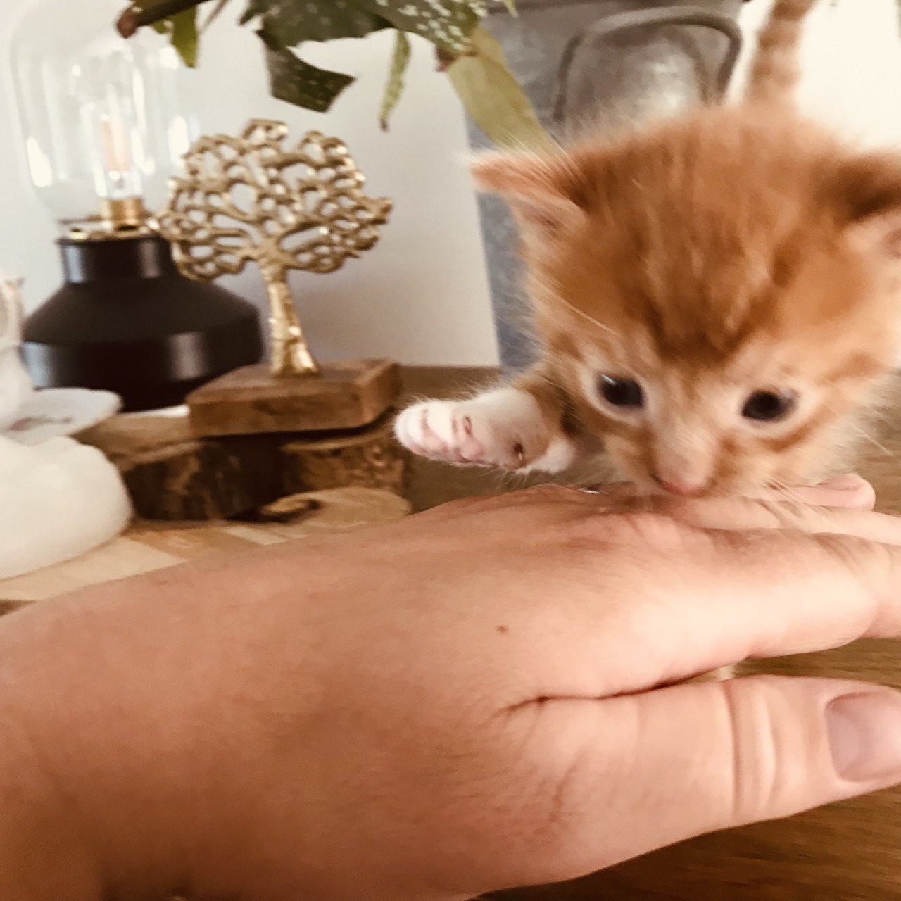 Kittens