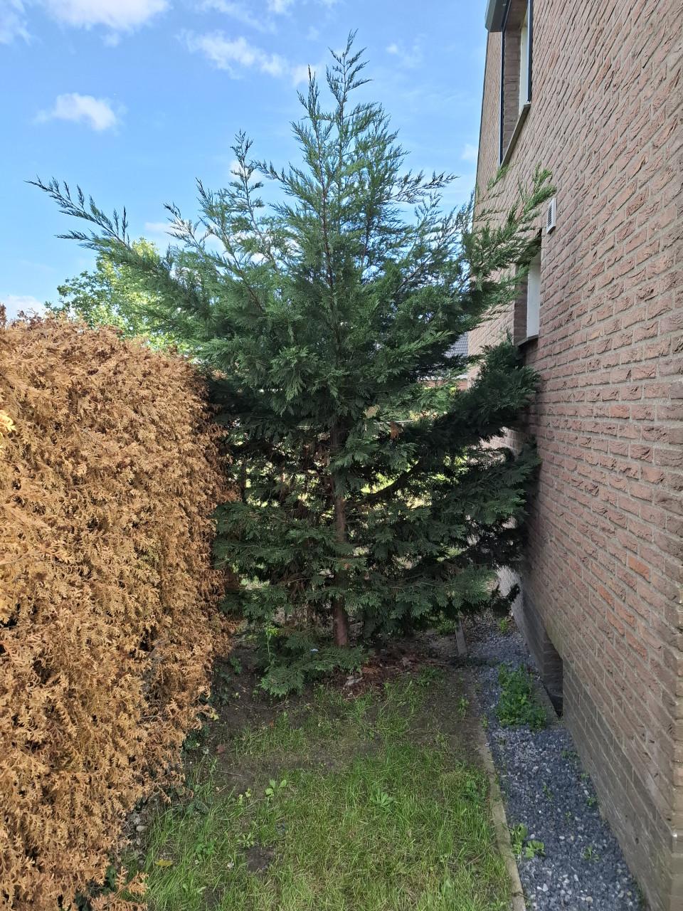 4 coniferen
