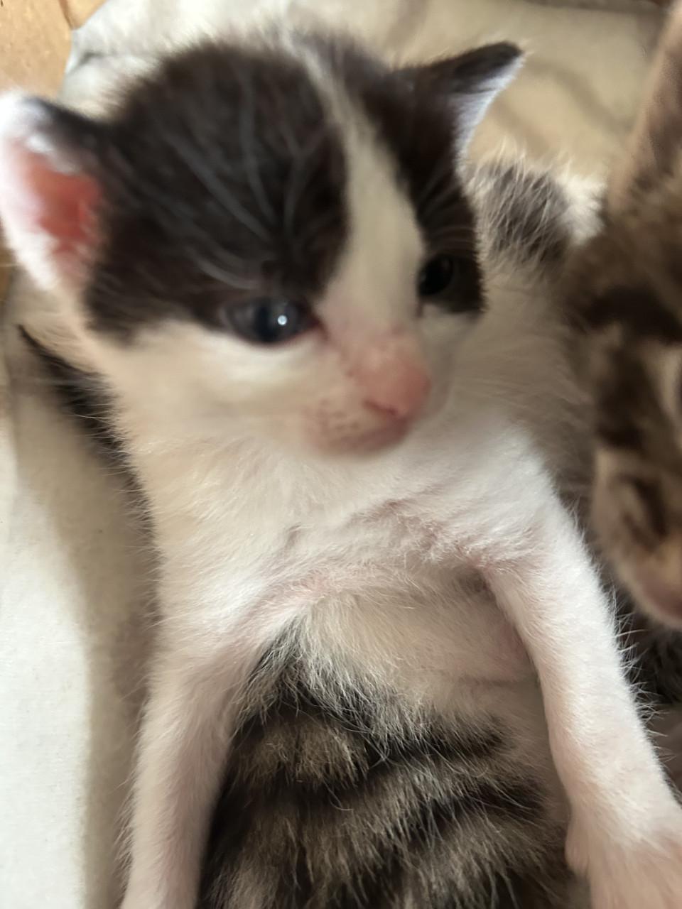 Lieve prachtige kittens 🐈‍⬛🤍😻