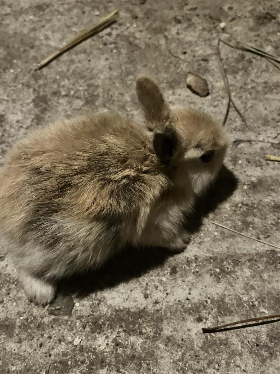 6 schattig baby konijntjes