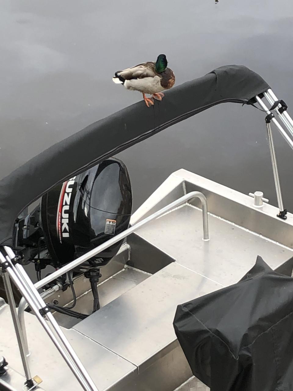 Aluva sloep Suzuki 60pk incl trailel  SL750