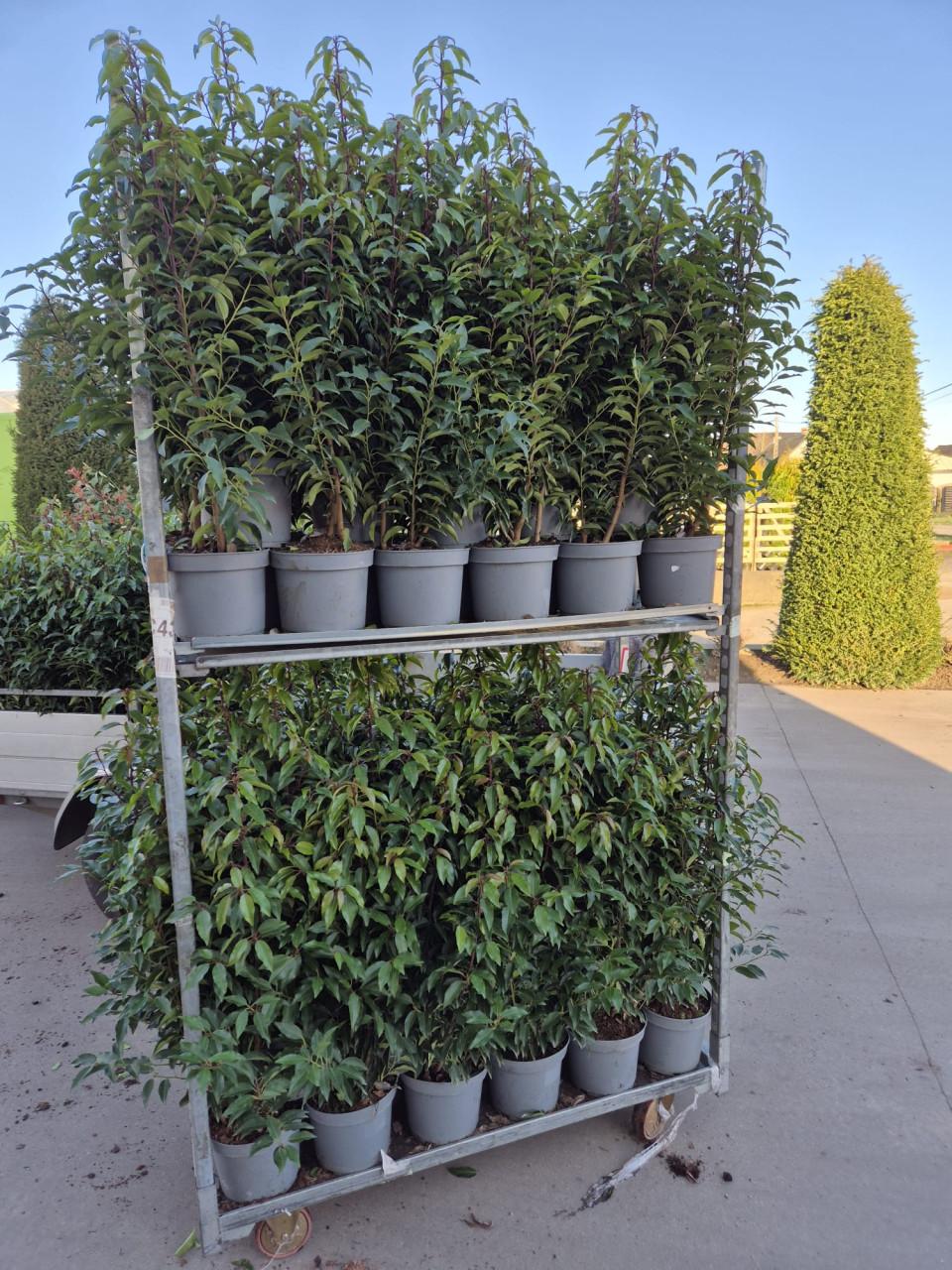 Portugese laurier haagplanten ca. 80-90 cm potgekweekt