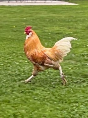 Haan