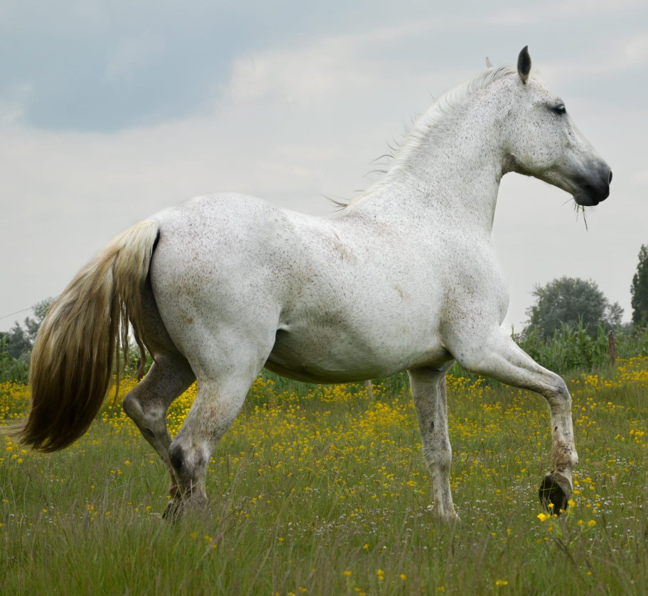 Fijne recreatie paarden te koop