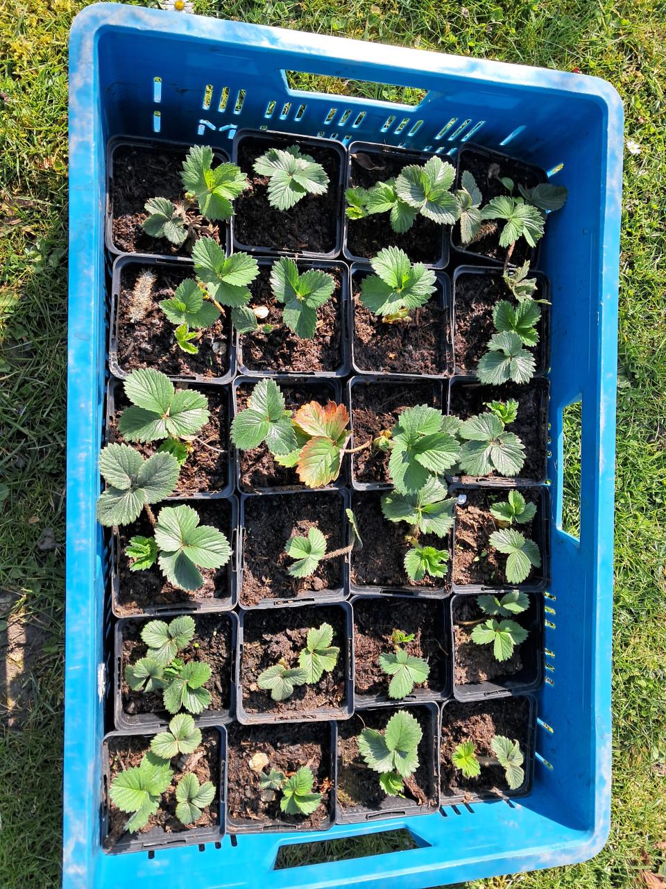 Jonge aardbeienplanten te koop