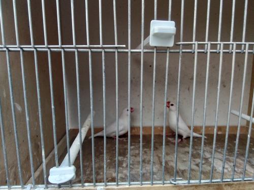 Koppel witte rijstvogels en wildkleur pop