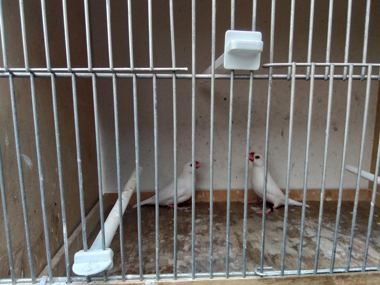 Koppel witte rijstvogels en wildkleur pop