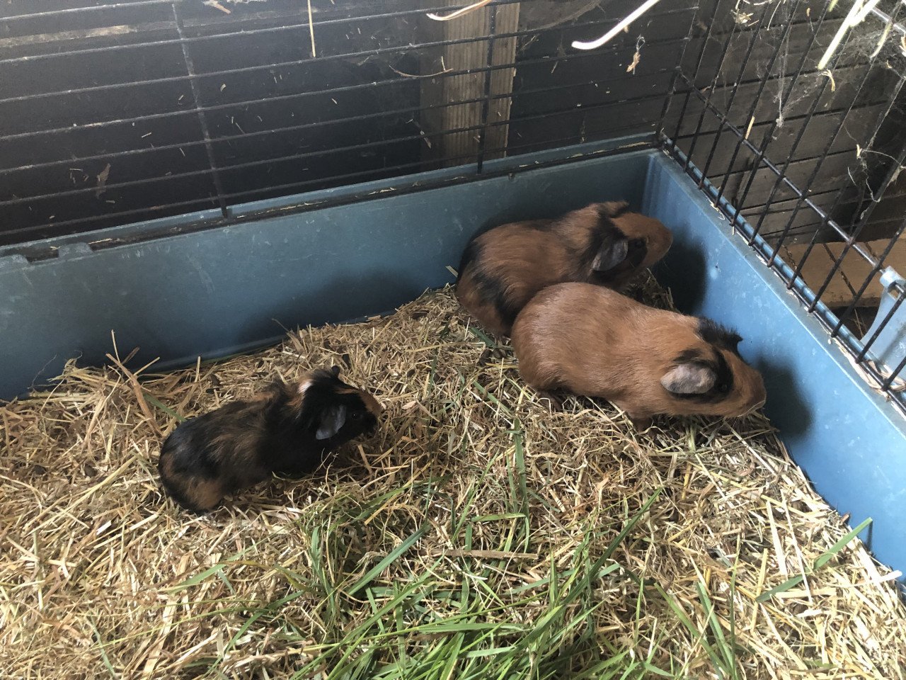 Deze 3 knapperds (cavia) zoeken nog een plekje!!