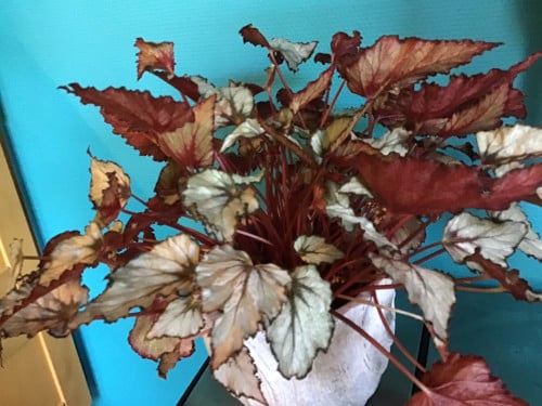 Blad Begonia