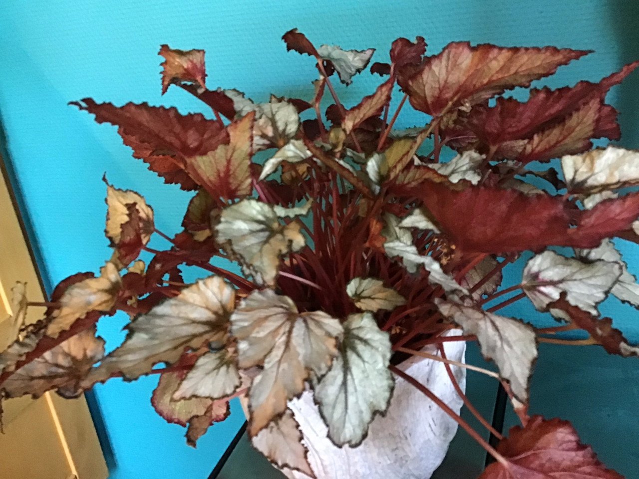 Blad Begonia