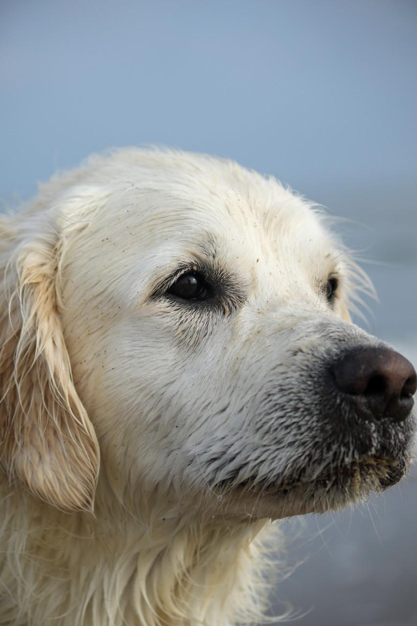 Dieren fotoshoot