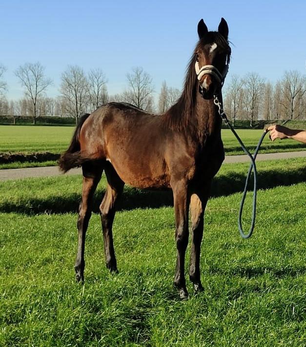Bruin paarden veulen ( met als opa Totilas )