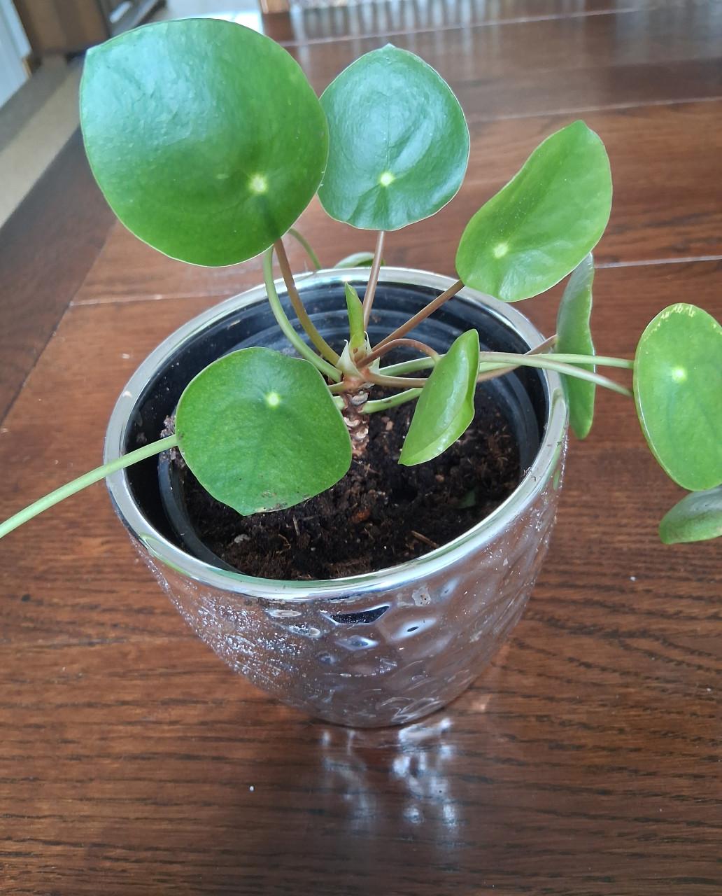 Plantje in pot.