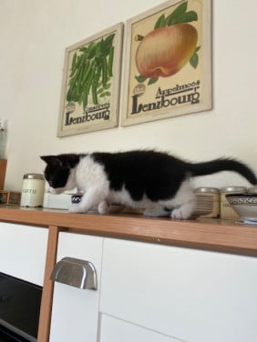 Kitten Zwart/wit ontwormt.