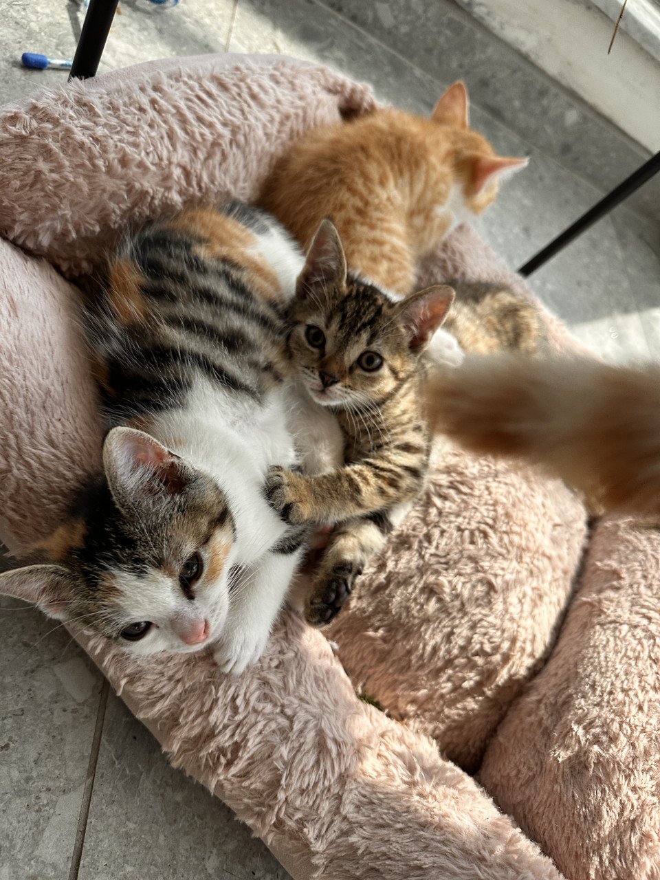 Kittens te koop