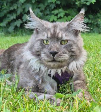 Prachtige maine coon dekkater  (niet te koop)