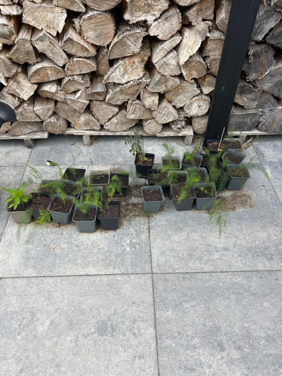 Aspergeplanten