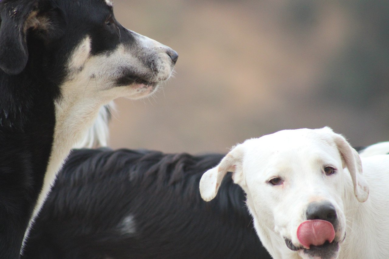 Alora Dog Rescue: Lieve Jess zoekt een baasje
