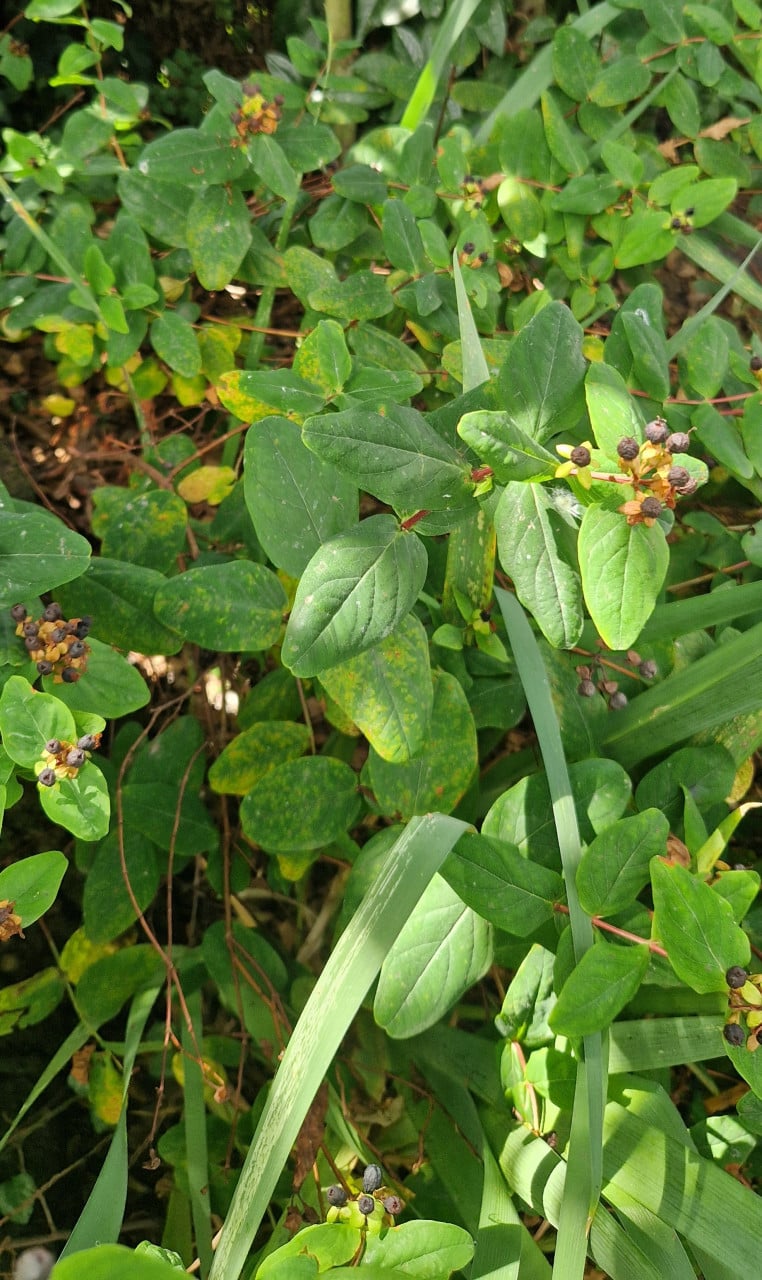 Hertshooi (Hypericum) ca. 80 cm  hoog