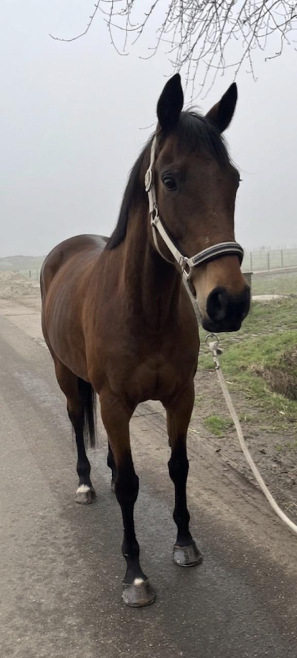 Brave en lieve merrie