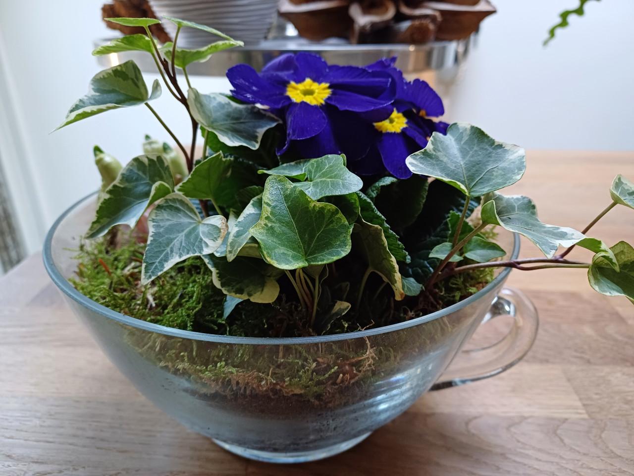 Glazen kop en schotel: leuk met bloembollen en meer!