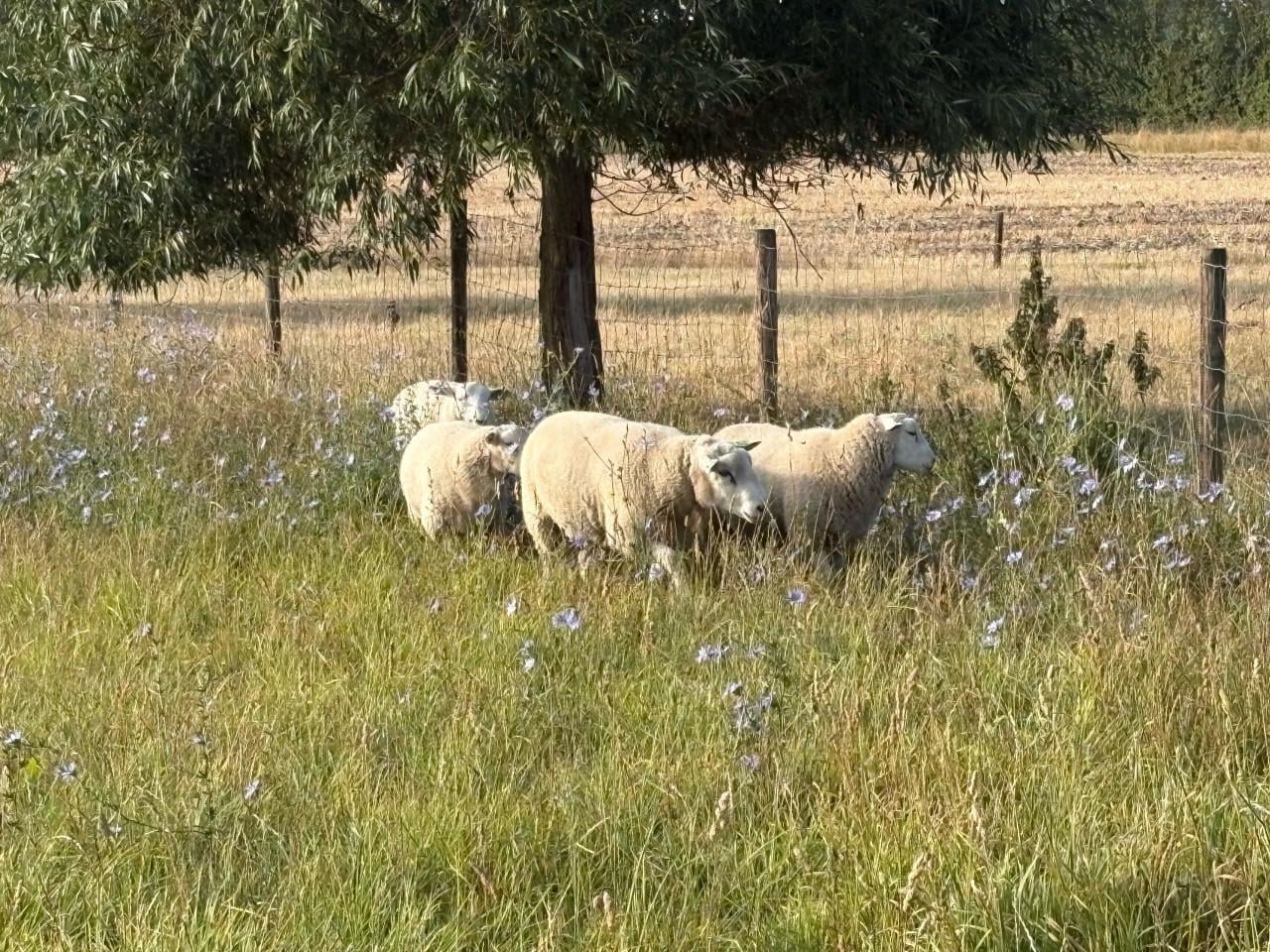 Stamboek swifter dekrammen