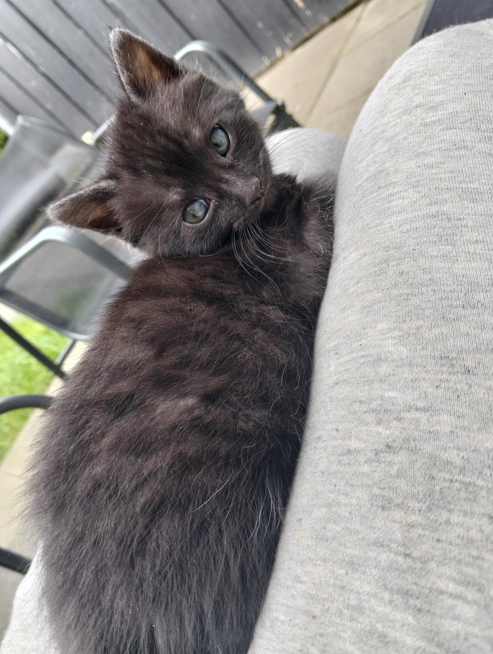 Kitten mannetje