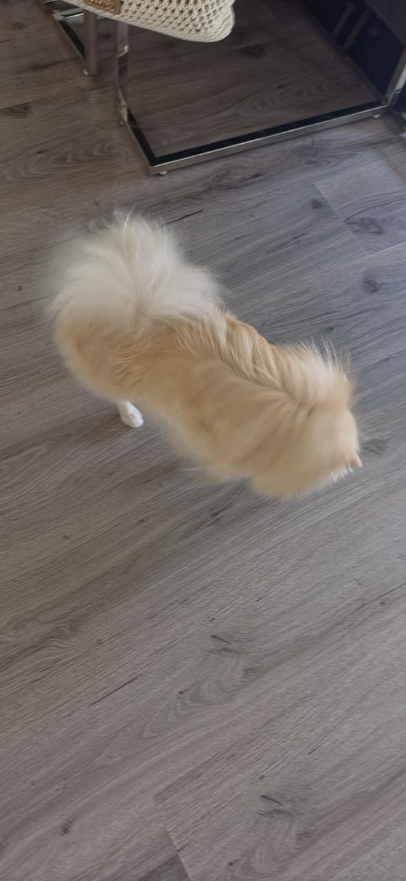 Pomeranian