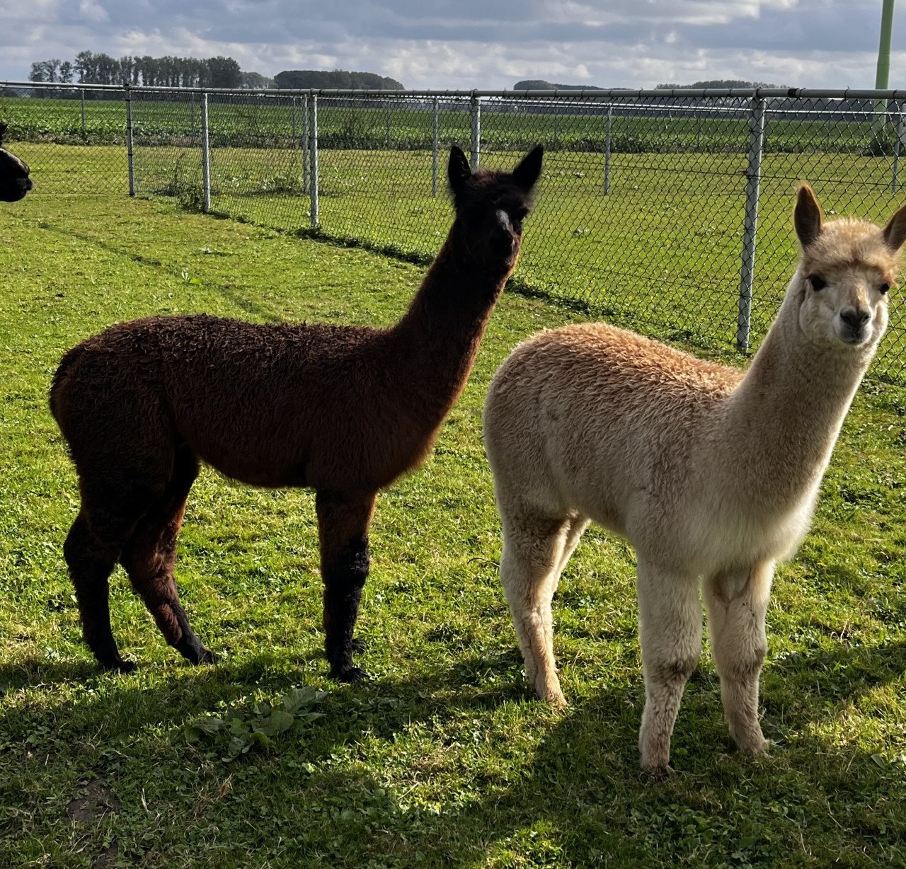 Alpaca hengstje