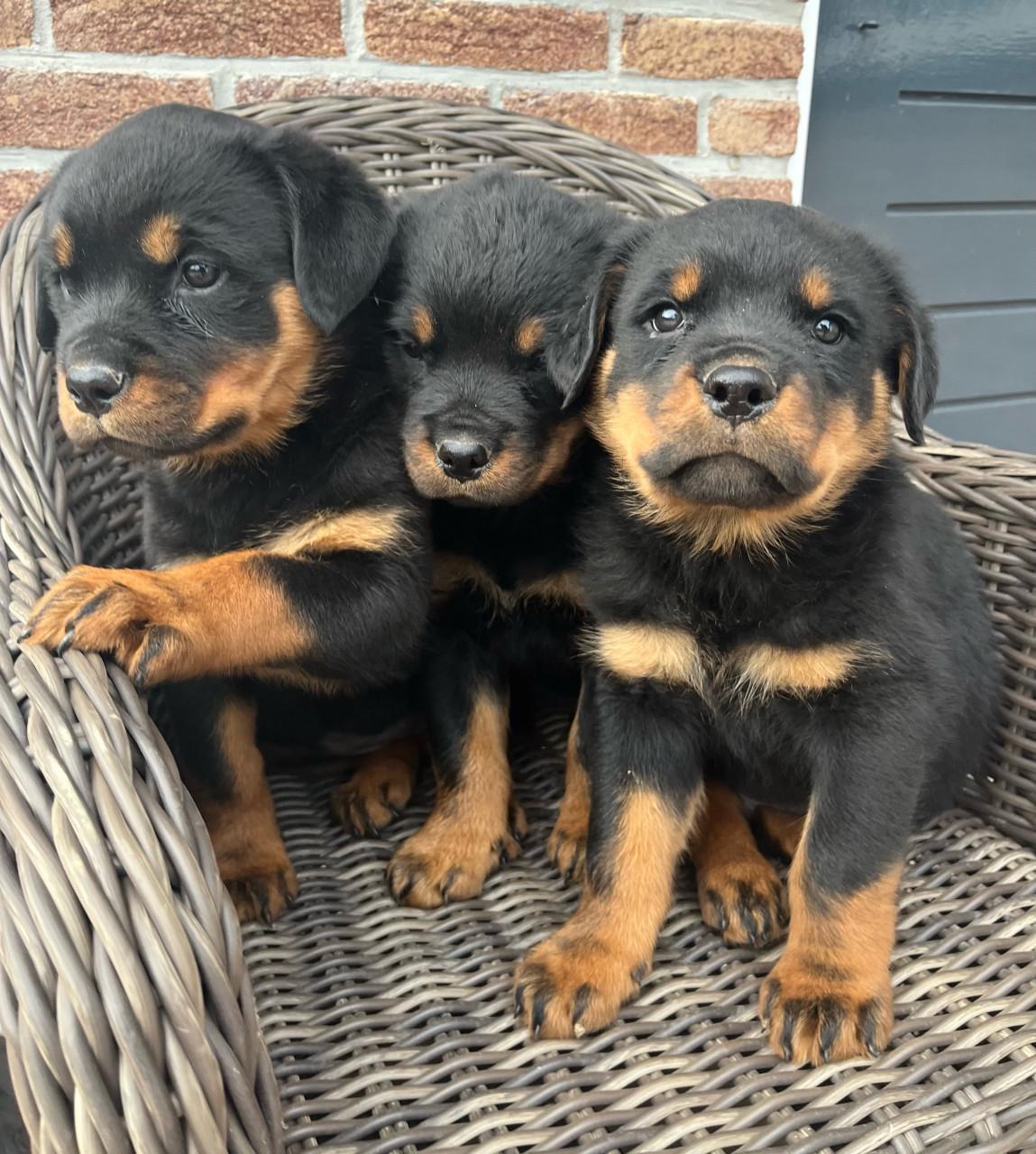 Rottweiler pups