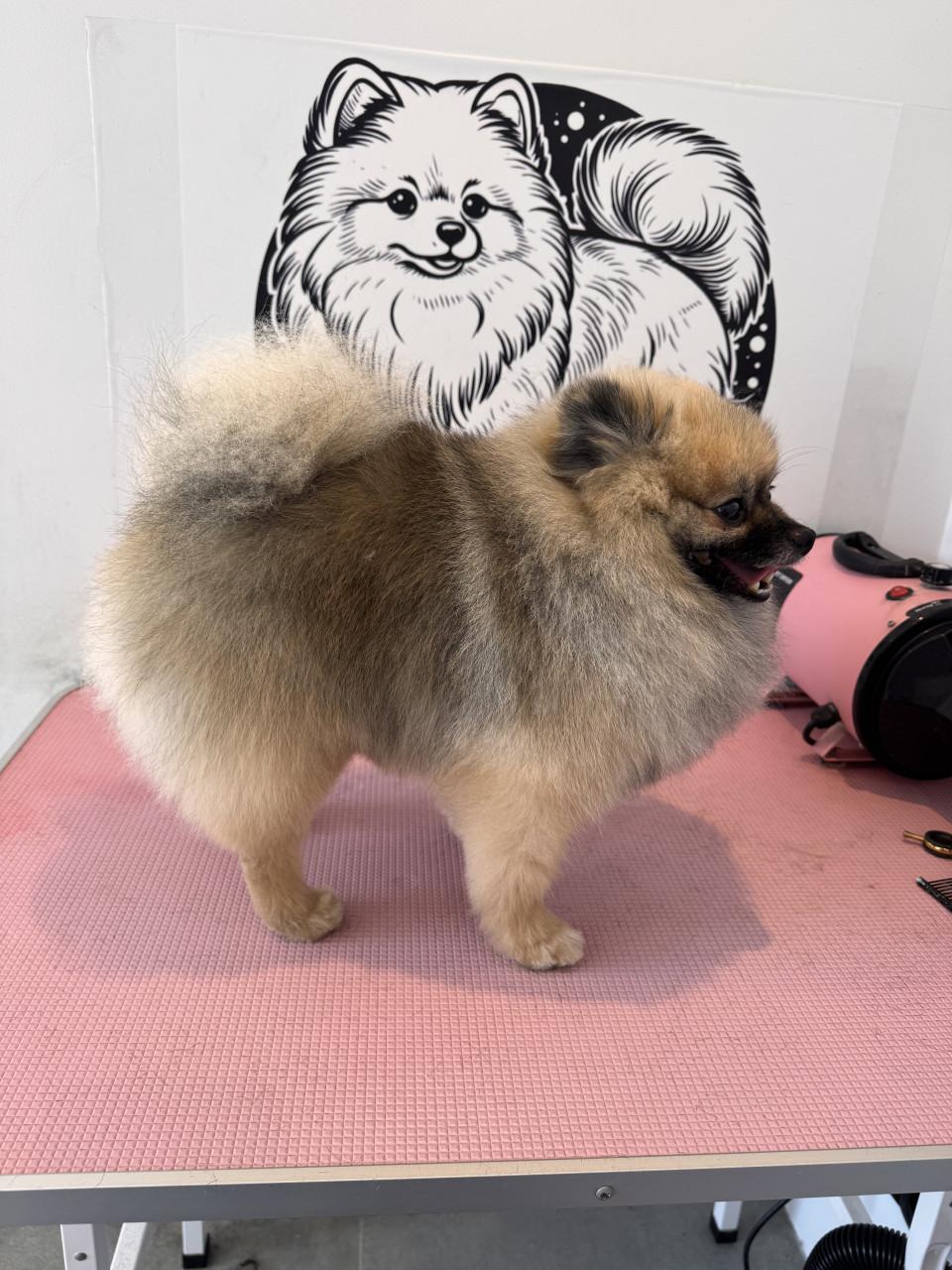 Raszuivere pomeranian ( dwergkees) dekreu