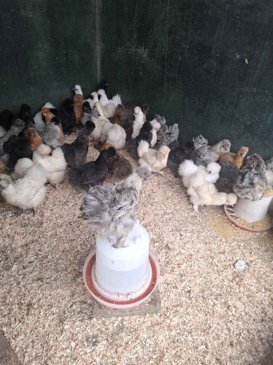 Er zijn weer volop nieuwe leghennen, sier- en krielkippen