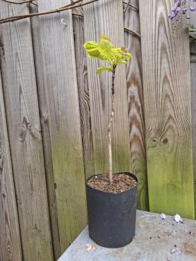 Catalpa ( of Trompetboom)