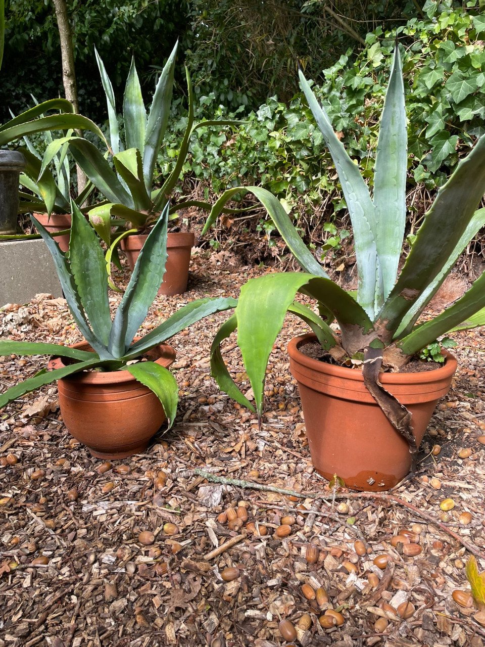 Prachtige agaves in terracotta pot