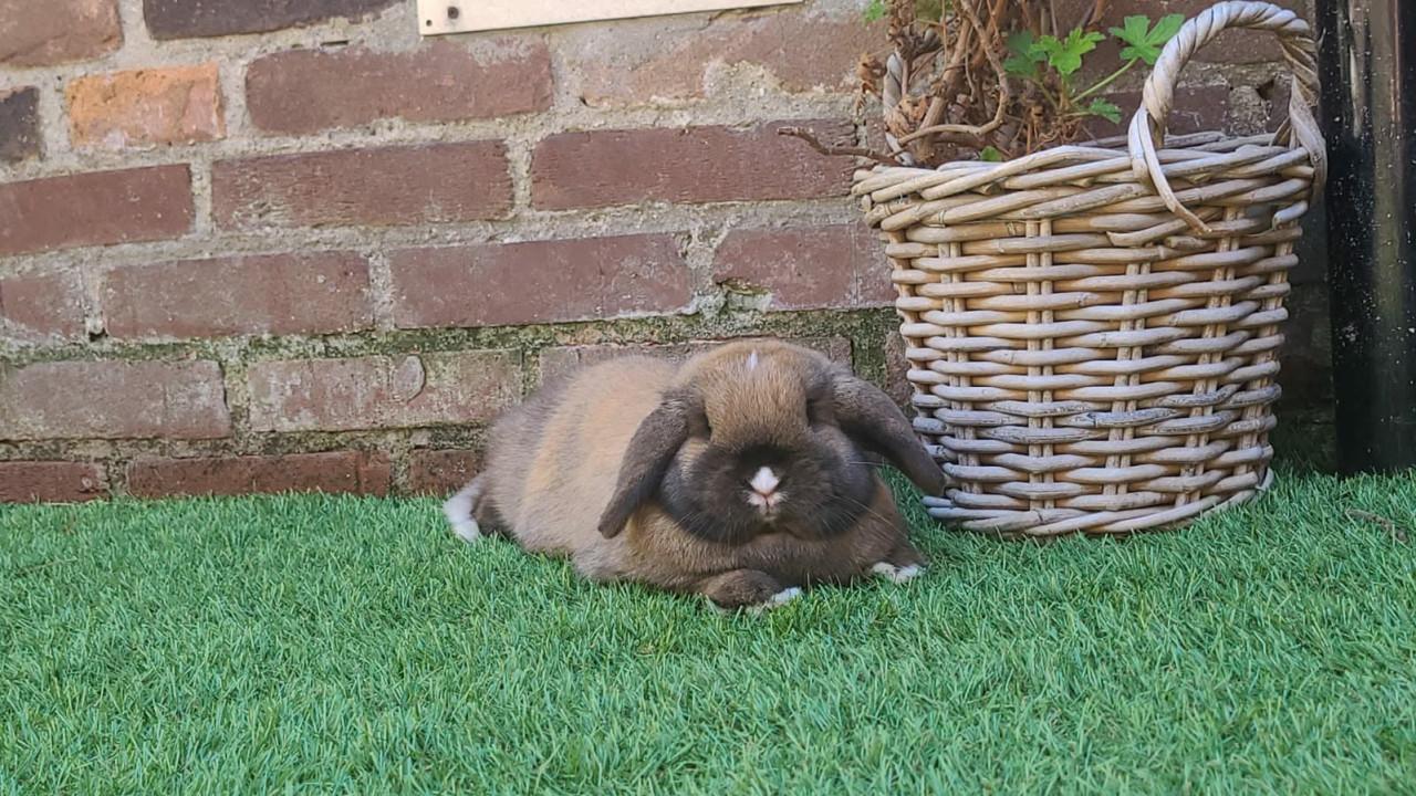 Lieve Minilops
