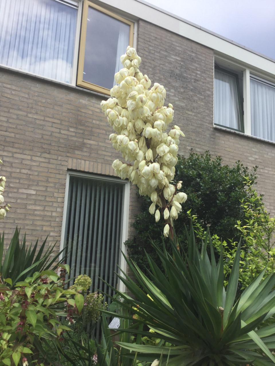 Yucca’s