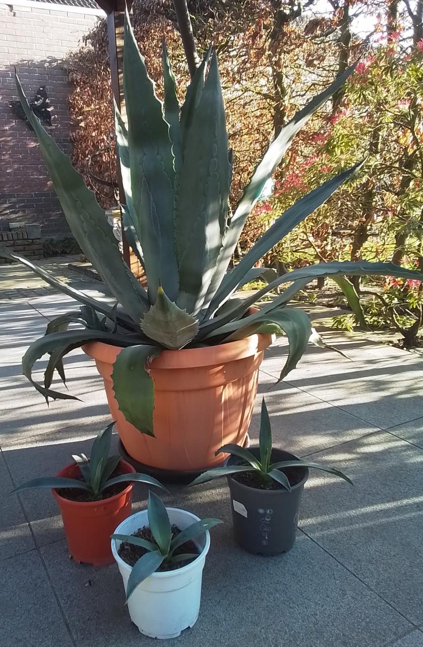 Agaves groot en klein.