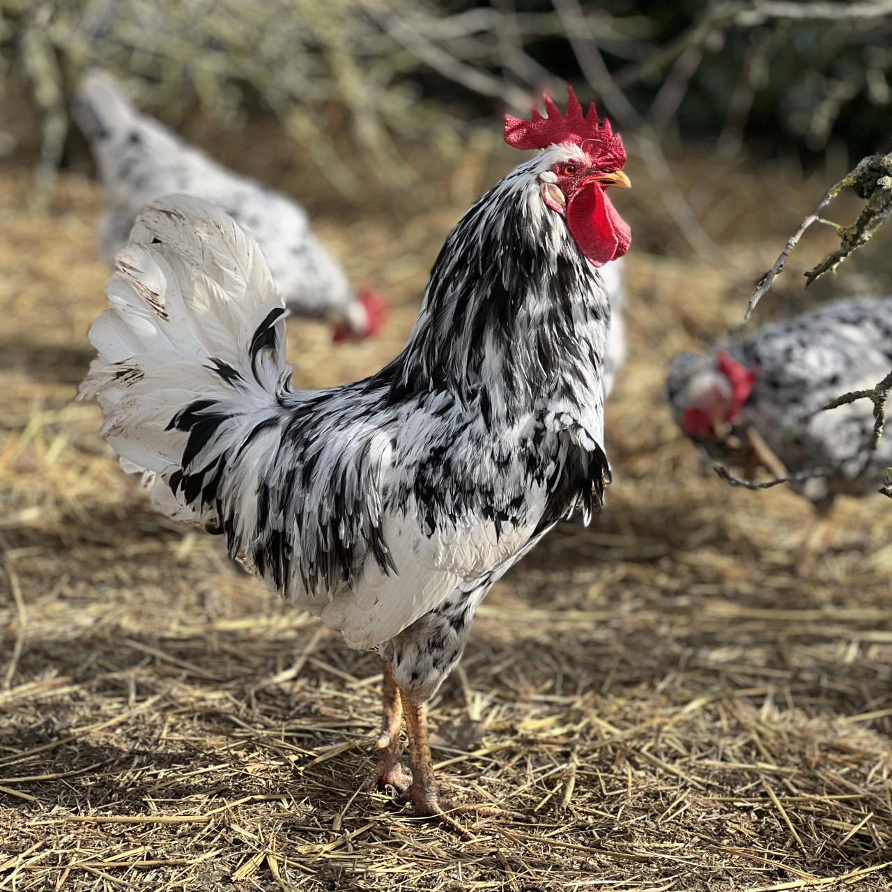Broedeieren te koop van Bonte Leghorn