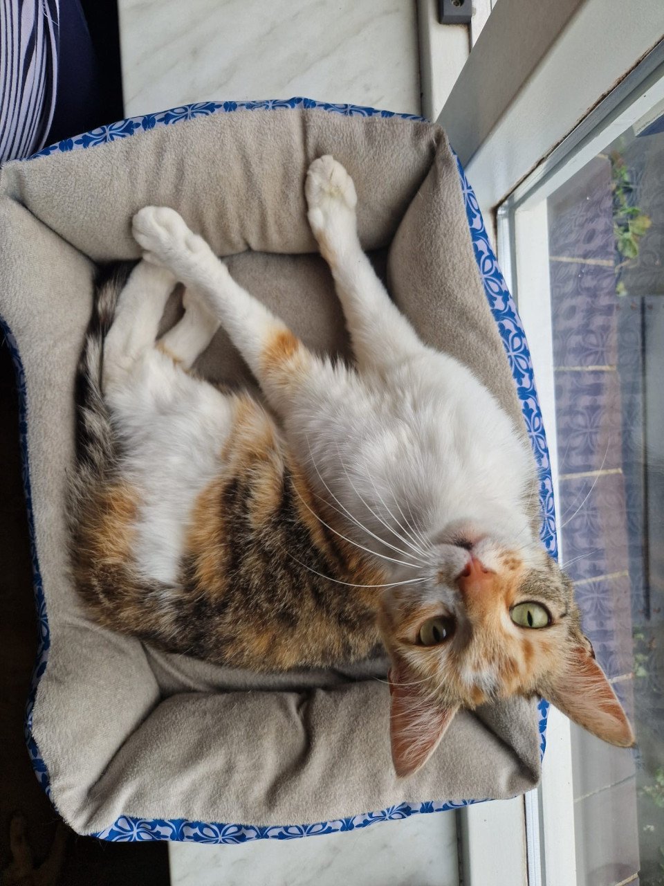 Poes van 7 jaar oud zoekt nieuw huisje