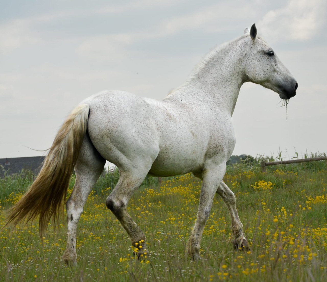 Grote PRE ruin te koop