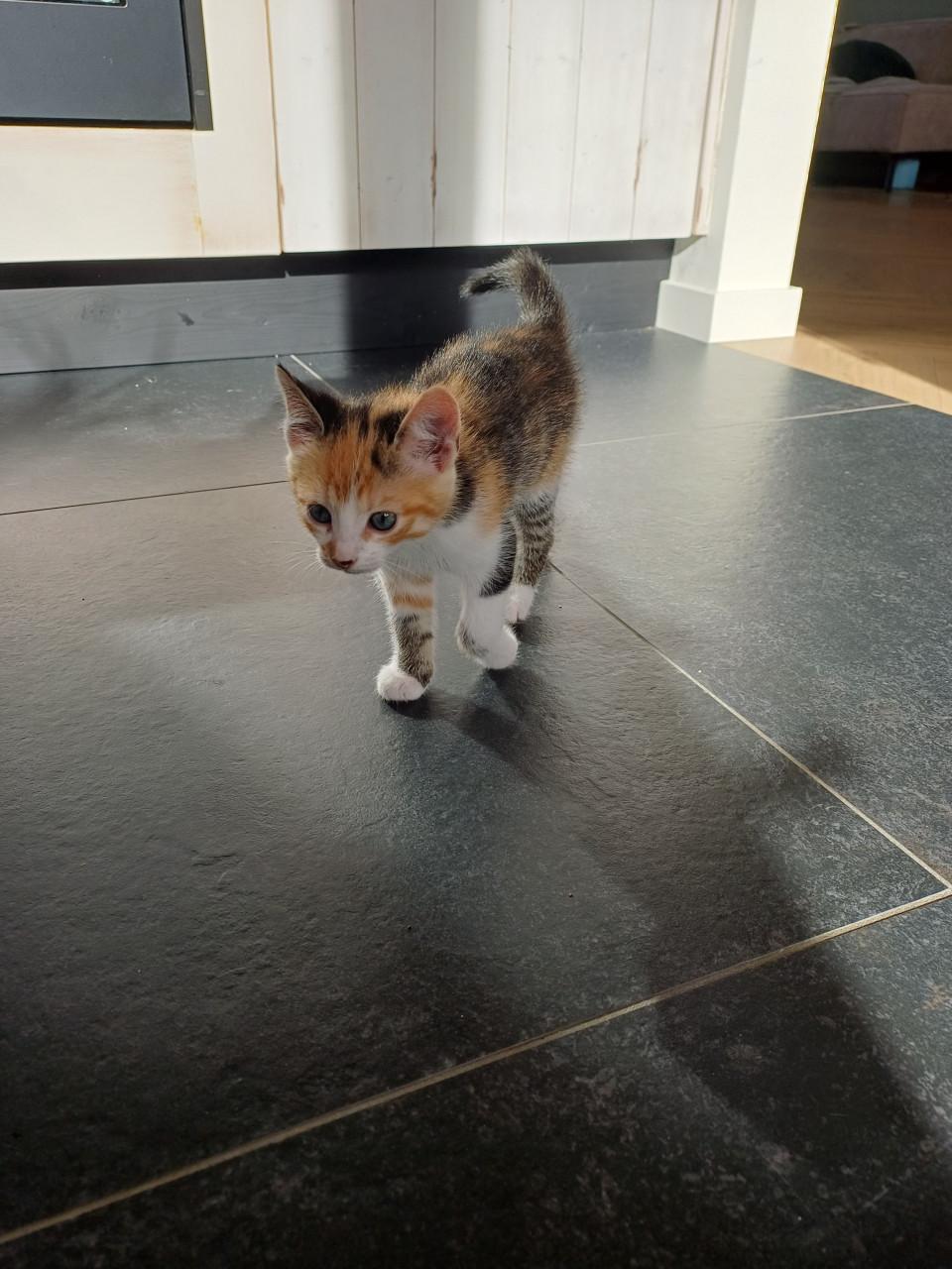 Kittens
