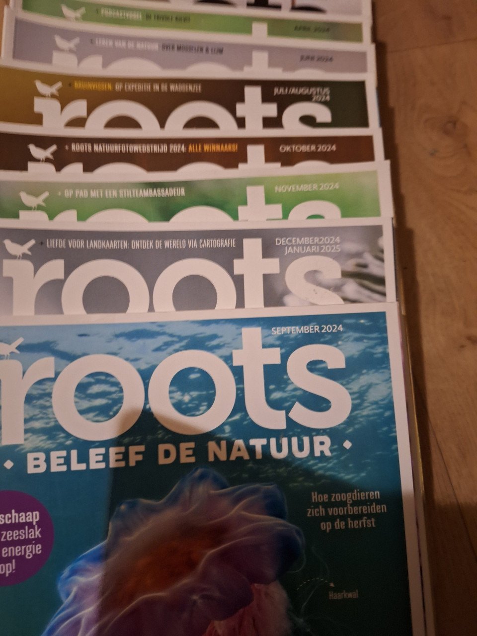 12 x Roots 2024-2023